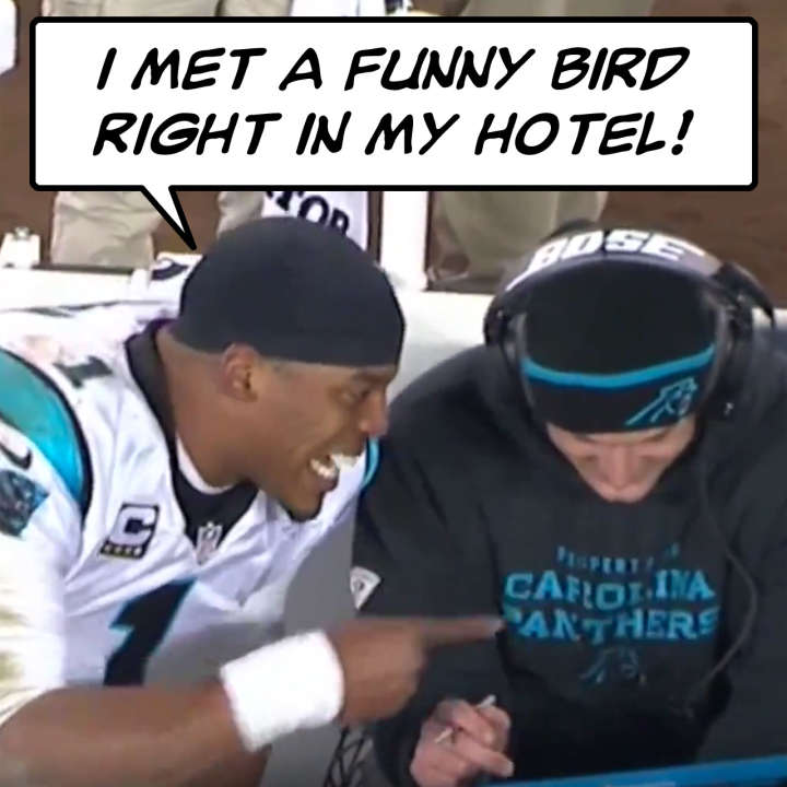 Bad lip reading: Cam Newton met a funny bird right in his hotel