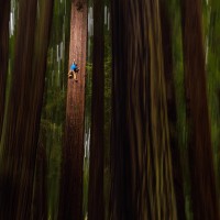 Chris Sharma climbs a redwood tree