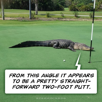 Gator on the green at Myakka Pines golf course