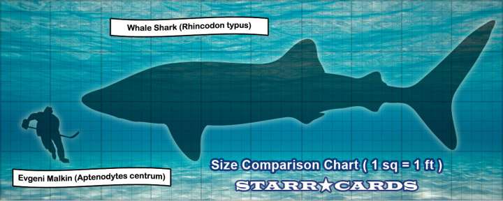 Size comparison chart between Evgeni Malkin and Whale Shark