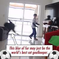 Soccer cat plays goalkeeper as well as Gianluigi Buffon and Iker Casillas