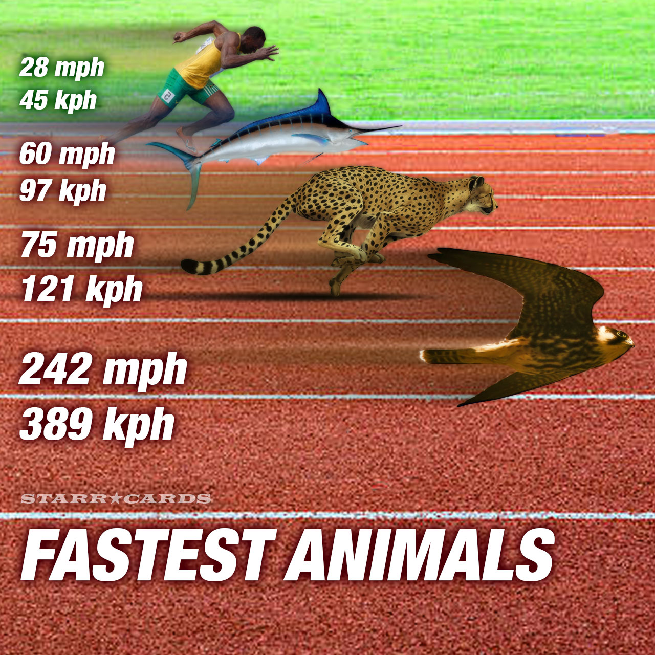 World's fastest animals easily outrace Usain Bolt in 100-meter dash